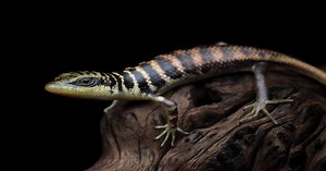 Skink Lizard - Learn About Nature