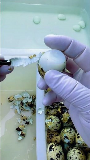 Opening quail egg shells with clean and precise technique