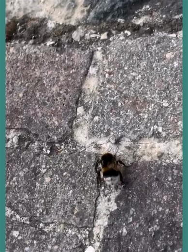 Perimeter Pest Nashville (@perimeter.pest.nash)’s videos with original sound - Perimeter Pest Nashville