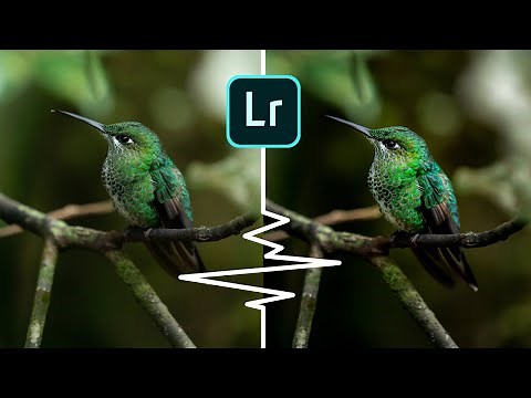 Editing your wildlife photos | Lightroom CC Tutorial