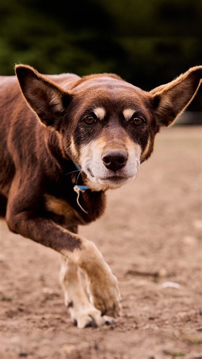 I just love capturing old dogs at work ❤️ They may be slowing down, but they still have so much heart and desire to work 🥰 This little lady's name is GoGetta TV 😍 GoGetta Kelpie Stud Peek the shot I got at the end, it's one of my favourites ☺️ 📸 Shot on Sony A9III Sony Alpha AU & NZ 🎶 Landslide cover by Isabel Dumaa #sonya9iii #workingkelpie #kelpie #australianworkingkelpie #herdingdog #workingdogs #GoGetta | Stock Chick Films