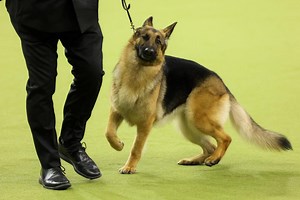 Westminster Dog Show 2025 results: Winners for every group and Best in Show