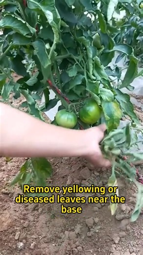 How to prune tomatoes for maximum yield #planting #farming #agriculture #plantingseason #farmlife #agriculturelife #agricultor | Planting Fever