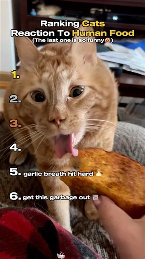 Ranking Cats Reaction To Human Food🤣 #funnymoments #cat #catmemes #viral