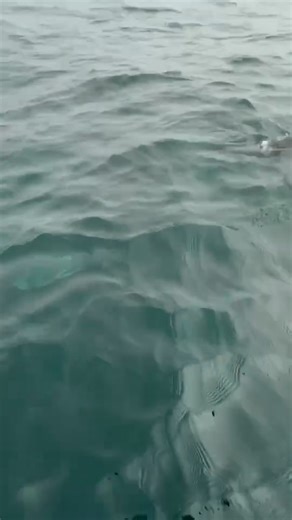 From West’s buddy Mason… couple days ago. I think he may need a bigger boat… 😳 | Salty Lady Sportfishing