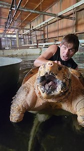 104K views · 1.7K reactions | Giant Alligator Snapping Turtle at Colorado Gator Farm #turtles | Wild Charles | Facebook