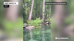 Hey Jessica, it's an alligator! 🐊 Three women floating down the Ichetucknee River near Fort White, Florida, had a close encounter with a hissing alligator sunning on a log. | AccuWeather