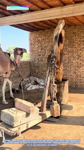 Innovative Tradition: Camel-Powered Grinding