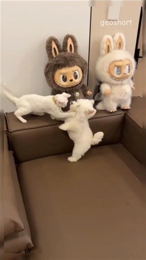 Westie vs Cat: The Drama You Didn’t Know You Needed 😂🐶🐱✨
