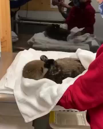 Don't Stop Movin' Baby: Fun Otter Dance Video