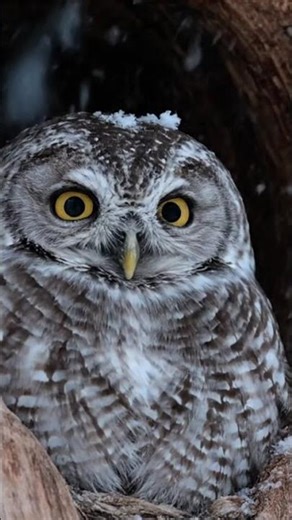Gentle Piano & Snowy Owls in Snowy Silence – Winter ASMR Relaxation❄️🦉🎹
