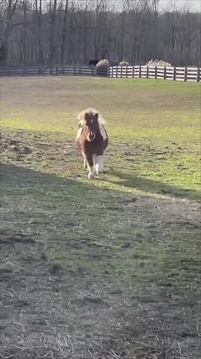 Miniature Horse Runs Fast towards Owner | Funny Horse Video