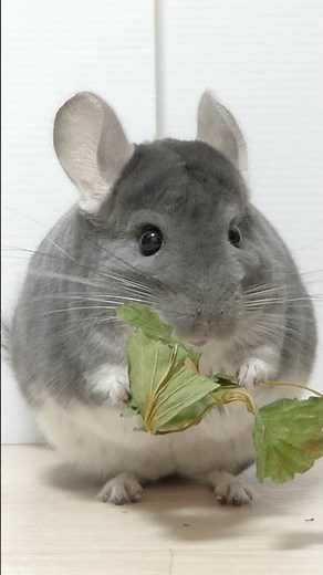 いい音だなぁ～ #Shorts