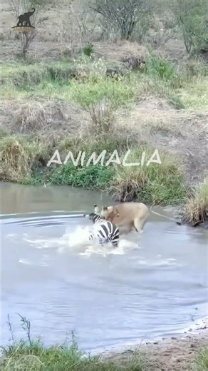 حمار وحشي يصارع اسدا بمهارة 🦓 #صراع #الحيوانات #shorts