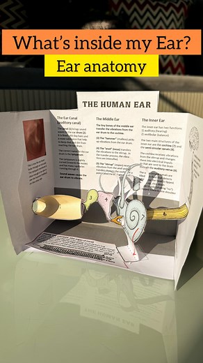 1.4M views · 4.6K reactions | #save Human Ear Anatomy Why shouldn’t...