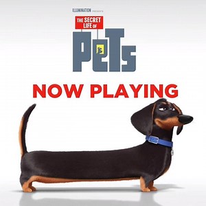 8.6K views · 151 reactions | Stop running in circles and watch #SecretLifeOfPets! #NowPlaying across cinemas in the #MiddleEast | Four Star Films Middle East | Facebook