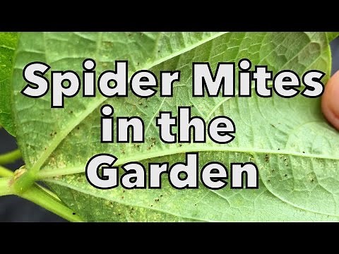 Organic Spider Mite Control in the Vegetable Garden