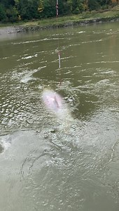 114K views · 1K reactions | A true Leviathan of the Ultimate Fraser...