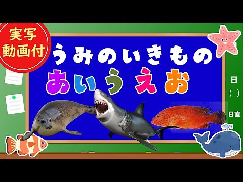 【海の生き物あいうえお】子供向け うみのいきもののなまえをおぼえよう！サメ、クジラ、アザラシ、タコなど【実写動画】