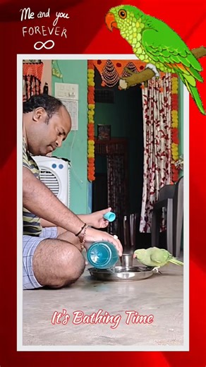 Parrots Taking Baths For Navaratri Is The Cutest Thing