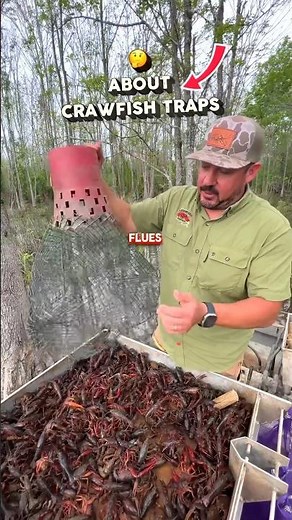 🦞 How Crawfish Traps Work #louisiana #fishing