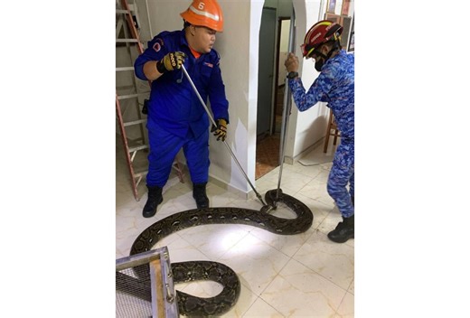 Scaly surprise: Civil Defence team catches 5m python that fell from ceiling of Taiping home