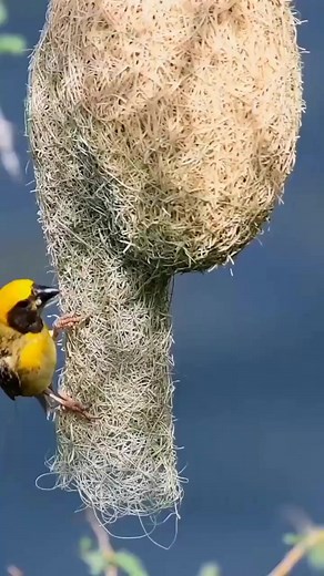 1.2K views · 44 reactions | "Watch as nature's architect crafts a cozy haven – just like honing your skills, it's all about building the foundation for success! ✨ #SkillBuilding #NatureInspiration" | Eyes on nature | Facebook