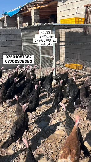 قةل فرؤش on Reels