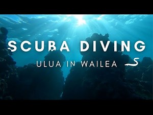EELS, TURTLES & MORE AT ULUA || Scuba Diving in Maui || Kaimana Conservation