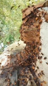 Animal Planet TV on Reels