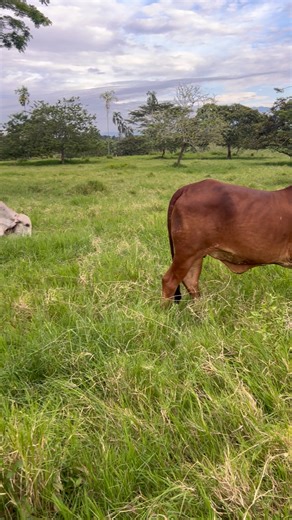 51K views · 1.6K reactions | #gyrolando #lecheriasmundo #lecheriasmundo #ganadod3ceba #guirolandasplus #solocontenido #VaquerosConEstilo #destaccar #gyrlechero #MundoGanadero #Vacas #lecheriaanzoategui #MundoGanadero | Expoganaderia Sebastian | Facebook