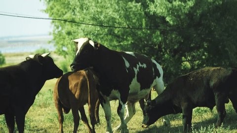 Hormonal Spring Anxiety Cattle Bulls Compete Stock Footage Video (100% Royalty-free) 3777755743 | Shutterstock