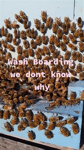 Understanding Washboarding Behavior in Bees