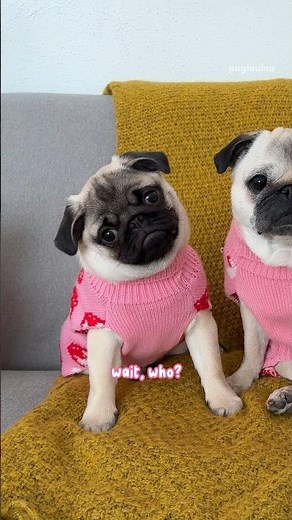 Little MOSY meets an old “FRIEND” of LOULOU (it did NOT go as planned) 😂 #pug #dog #funny