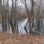 Vernal Pools - Cooperative Extension: 4-H - University of Maine Cooperative Extension