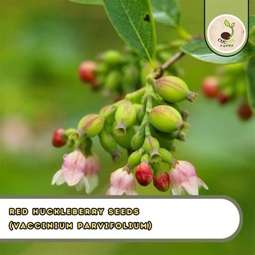 Red Huckleberry Seeds (vaccinium Parvifolium) – 50  Pre-stratified Native Berry Shrub Seeds - Etsy