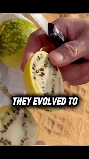 The Origin Story of Watermelon 🍉