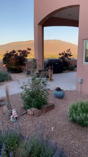 Wait for it puppies will show up. #germanshepherd #showline