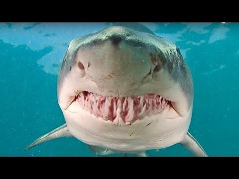 Top 5 Deadliest Sharks