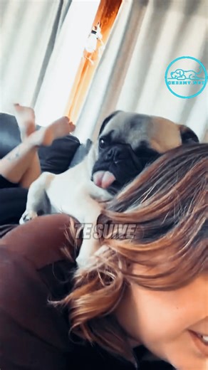 Les 3 races les plus collantes avec leurs maîtres #fblifestyle #chien #chiot | Cheeny Chien