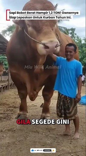 😱BERAT 1,2 TON! PEMILIKNYA SIAP LEPAS UNTUK KURBAN TAHUN INI #sapi #cow #animals #sapijumbo #kurban
