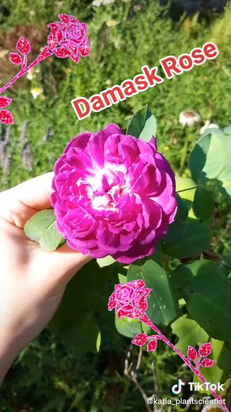 The Exquisite Damask Rose: A Fragrant Delight from the East