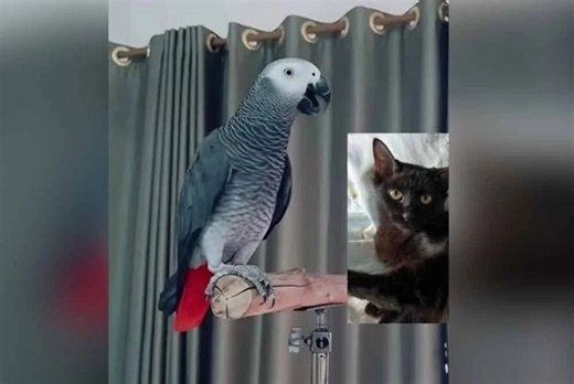 QuickCheck: Was a local parrot filmed in a viral video scolding a cat?