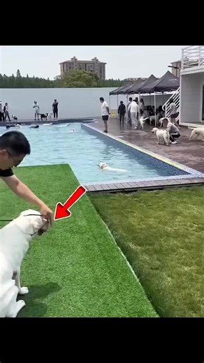 #dog #cuteanimals #animallover #fyp #usa | dog