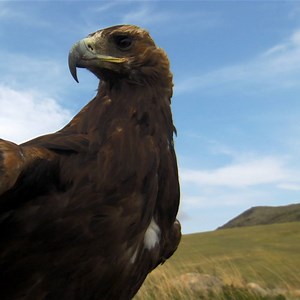 Golden eagles can see the ultraviolet spectrum—which enables them to detect the urine trails of small rodents. | National Geographic
