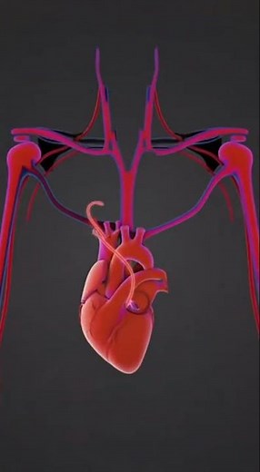 Human Digestive System Animation | Full Process from Eating to Stool