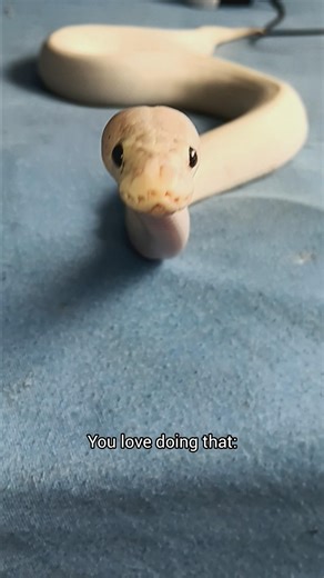 Pov: you're a ball python...#animals #pets #foryou #shorts #ballpython