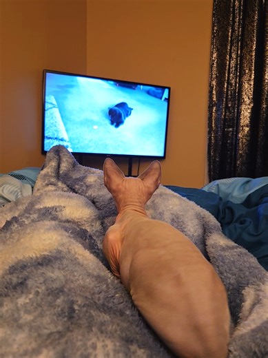 Why Sphynx Cats Are the Stars of TikTok