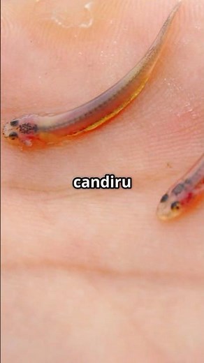 Candiru Fish: The Truth Behind the Amazon’s Strangest Parasite #weirdnature #facts