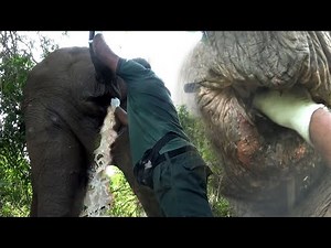 Let's give relief to the unwell elephant who is unable to defecate Would you like to help too ?
